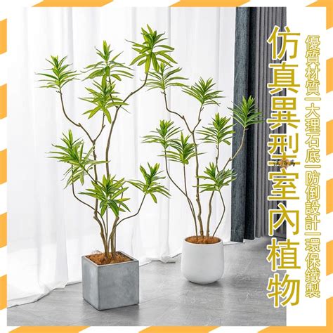 室內假植物|假植物風水：招財還是漏財？